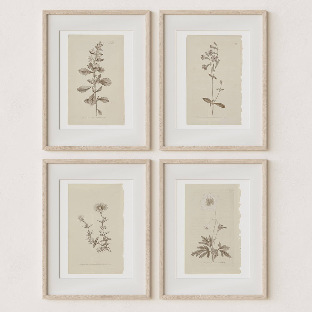 Wall Art Botanical Plant Prints | Vintage Flower Boho Minimalist Floral Artwork Neutral Decor for Bedroom, Living Room, Bathroom, Home or Office