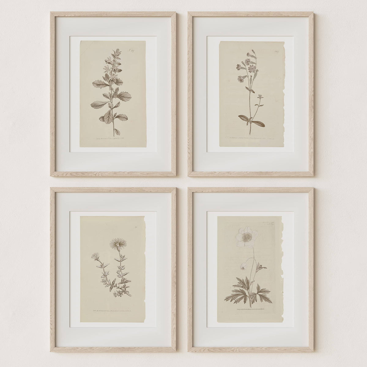 Wall Art Botanical Plant Prints | Vintage Flower Boho Minimalist Floral Artwork Neutral Decor for Bedroom, Living Room, Bathroom, Home or Office