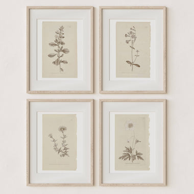 Wall Art Botanical Plant Prints | Vintage Flower Boho Minimalist Floral Artwork Neutral Decor for Bedroom, Living Room, Bathroom, Home or Office
