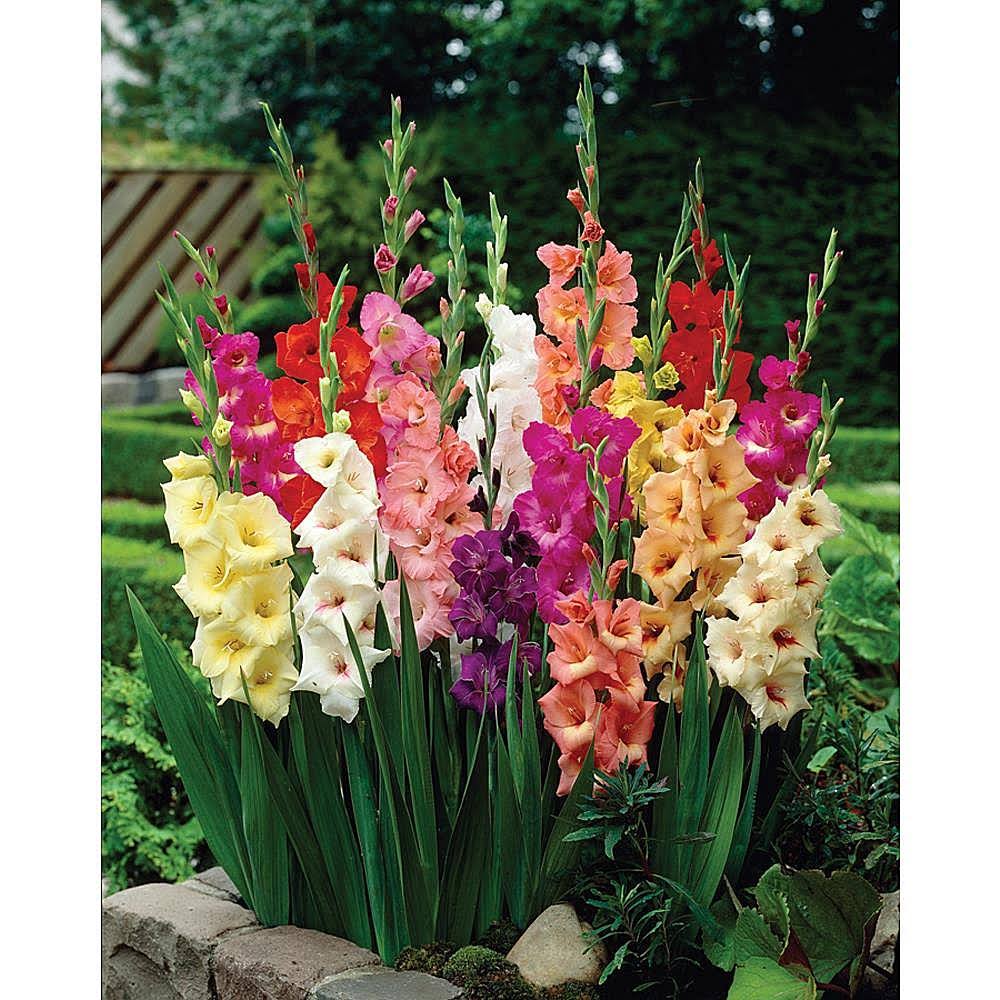 Van Zyverden Gladiolus Large Flowering Rainbow Mixed Bulbs - Set of 25